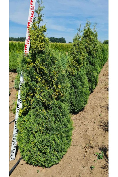 Туя західна Холмструп - ком50кг/вис.140-160см/Ø65-75см